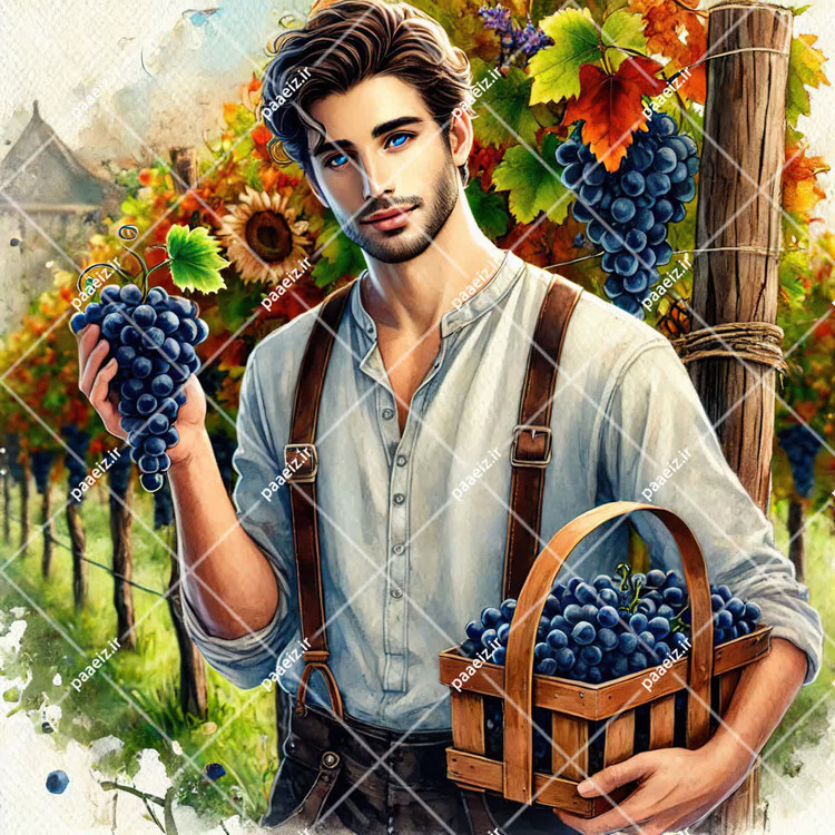 انگور سیاه شهرستان پاسارگاد (سعادت شهر)