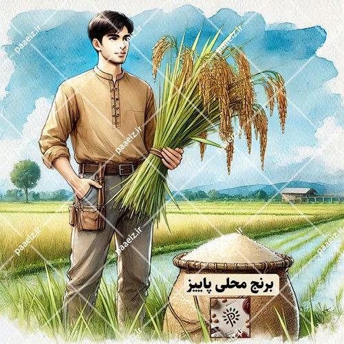 برنج محلی پاییز شهرستان پاسارگاد